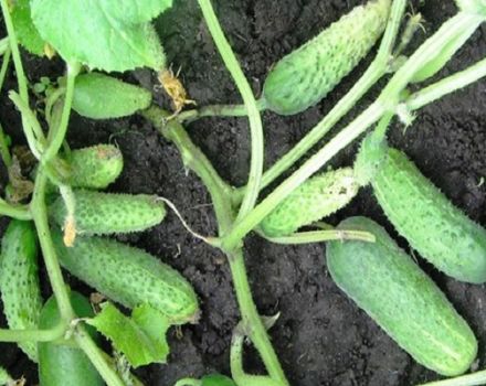 Beschrijving van de variëteit aan komkommers Zuster Alyonushka, kenmerken van teelt en verzorging