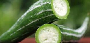 Kenmerken van het kweken van Armeense komkommer, de beschrijving, aanplant en verzorging