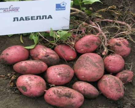Description of the Labella potato variety, features of cultivation and care