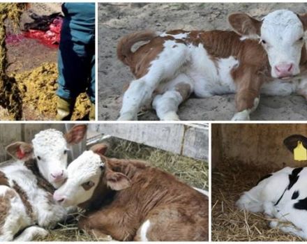 Cosa fare se un vitello ha mangiato uno straccio e come iniziare uno stomaco sigillato