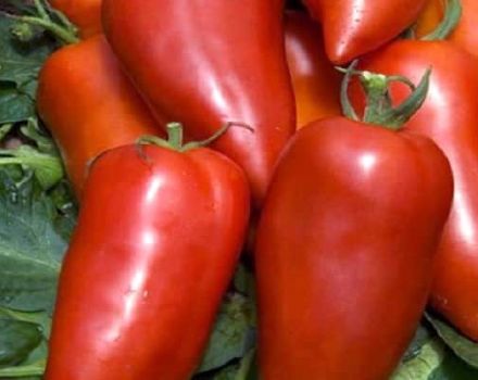 Mô tả về giống cà chua chuối Bonanza và đặc điểm của nó
