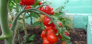Mô tả về giống cà chua Rowan hạt, đặc điểm và năng suất của nó