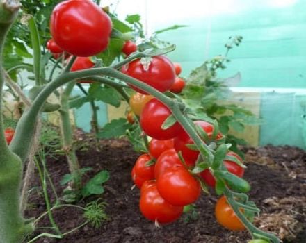Beskrivning av tomatsorten Rowan-pärlor, dess egenskaper och utbyte