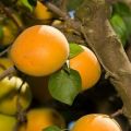 Beskrivelse af abrikossorten Sibiryak Baikalova, egenskaber ved frugtning og kultivering