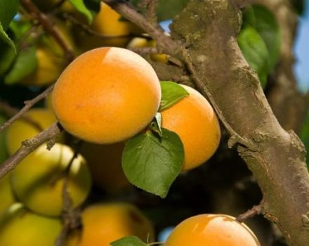 Aprikožu šķirnes Sibiryak Baikalova apraksts, augļu īpašības un audzēšanas pazīmes