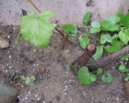 What to do if grapes transplanted to a permanent place do not grow well and what they lack