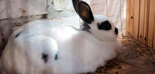 How long does pregnancy last in rabbits and how to determine fertility, care