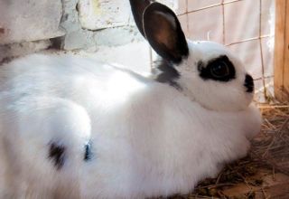 Wie lange dauert die Schwangerschaft bei Kaninchen und wie kann die Fruchtbarkeit und Pflege bestimmt werden?