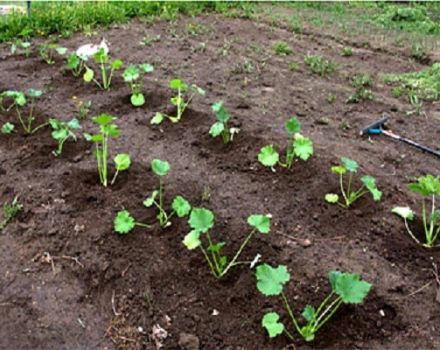 How to grow and care for pumpkin outdoors