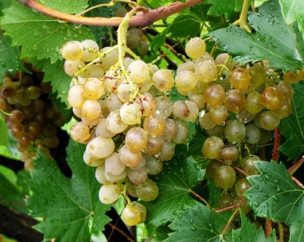Vynuoges geriau apdoroti po lietaus lietaus per nokinimo laikotarpį