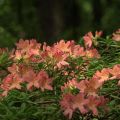 Výsadba a péče o rododendrony na Sibiři, výběr nejlepších odrůd