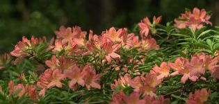 Siperian rododendronien istuttaminen ja hoito, valitsemalla parhaat lajikkeet