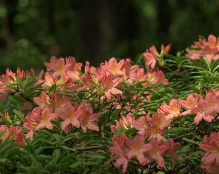 Plantació i cura dels rododendres a Sibèria, escollint les millors varietats
