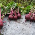 Description of the best varieties of beets, how to collect seeds
