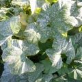 Behandling av sjukdomar i gurkor i växthuset efter plantering, medel för bearbetning