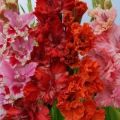 Redenen waarom gladiolen van kleur kunnen veranderen en het effect van ziekten op kleur