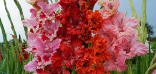 Reasons why gladioli can change color and the effect of diseases on color