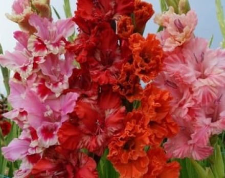 Gründe, warum Gladiolen die Farbe verändern können und die Auswirkungen von Krankheiten auf die Farbe
