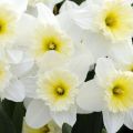Narcizų veislės „Ice Fallis“ aprašymas ir savybės, sodinimo ir priežiūros ypatybės