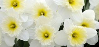 Narcizų veislės „Ice Fallis“ aprašymas ir savybės, sodinimo ir priežiūros ypatybės