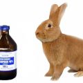 Instructions for the use of lactic acid for rabbits and contraindications