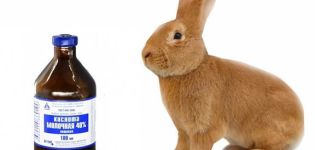 Hướng dẫn sử dụng axit lactic cho thỏ và chống chỉ định