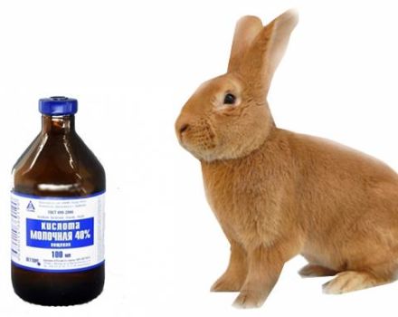 Instruccions d’ús d’àcid làctic per a conills i contraindicacions