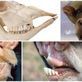 Usporiadanie a zubný vzorec kravy, anatómia štruktúry čeľuste hovädzieho dobytka