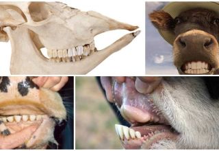 Disposició i fórmula dental d’una vaca, anatomia de l’estructura de la mandíbula del bestiar