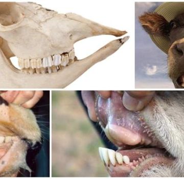 Karvės maketas ir dantų formulė, galvijų žandikaulio struktūros anatomija