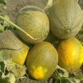 Kolkhoznitsa melones šķirnes apraksts, audzēšanas īpatnības un raža