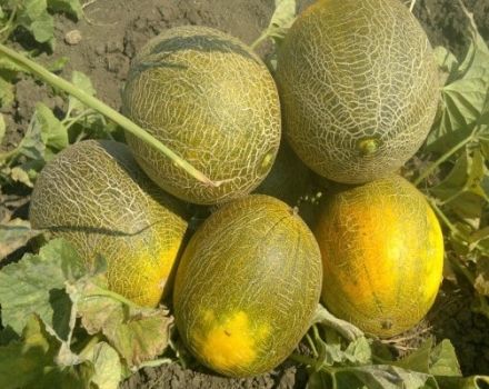 Descripción de la variedad de melón Kolkhoznitsa, características de cultivo y rendimiento.