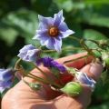 ¿Necesita recoger flores de las patatas durante la floración para aumentar los rendimientos?