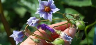 Do you need to pick flowers from potatoes during flowering to increase yields?