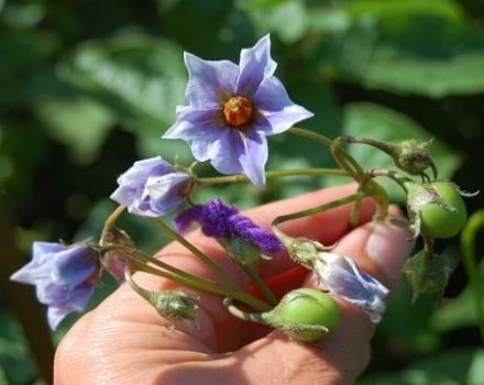 ¿Necesita recoger flores de las patatas durante la floración para aumentar los rendimientos?