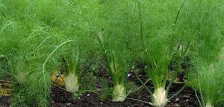 Voksende fra frø og pleje fennikel i det åbne felt, hvordan man sparer til vinteren og sorter