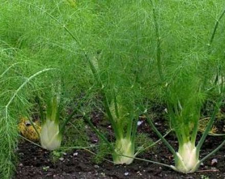 Uzgoj iz sjemena i briga za komorač na otvorenom polju, kako uštedjeti za zimu i sorte