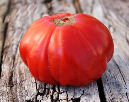 Sibiro „Trump“ pomidorų veislės ir jos ypatybių aprašymas