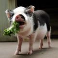 Hvorfor smågrise griser deres tænder, og hvad de skal gøre, hvad er grunden og hvordan man skal behandle dem