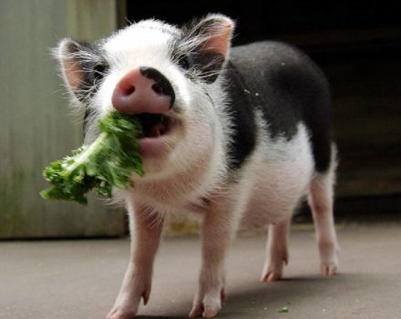 Varför smågrisar grisar tänderna och vad de ska göra, vad är skälet och hur man ska behandla dem