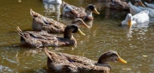 Како хранити дивље патке код куће, како их укротити и узгајати