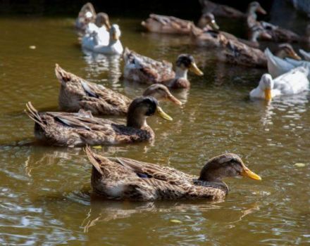 Ako kŕmiť divoké kačice doma, ako ich krotiť a rozmnožovať