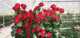 Opis najlepszych odmian róż holenderskich, cech nasadzeniowych i zwalczania szkodników