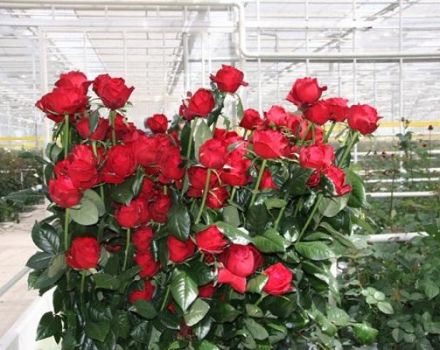 Description of the best varieties of Dutch roses, planting features and pest control