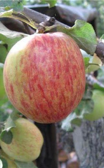Orlovskoe-raidallisen omenapuun kuvaus ja ominaisuudet, istutus ja hoito