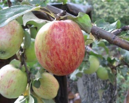Az Orlovskoe csíkos almafa leírása és jellemzői, ültetés és gondozás