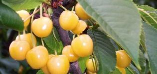 Opis i cechy odmiany wiśni Chermashnaya, zapylacze i uprawa