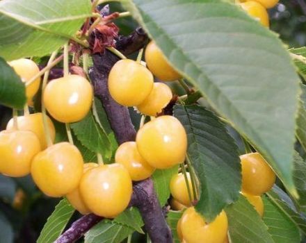 A Chermashnaya cseresznyefajta leírása és jellemzői, a beporzók és a termesztés