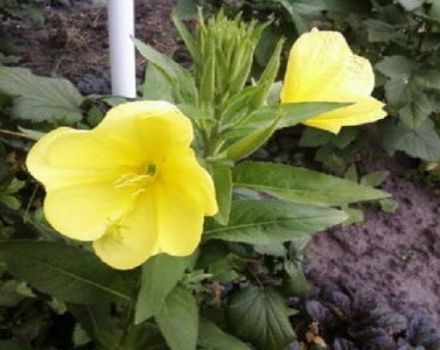 Rules for planting and caring for evening primrose in the open field, description of varieties