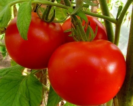 Descripción de la variedad de tomate Brother 2 f1, cultivo y rendimiento